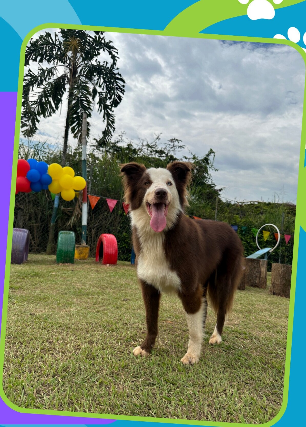 Foto real del PDF de Hotel Canino Cali 2