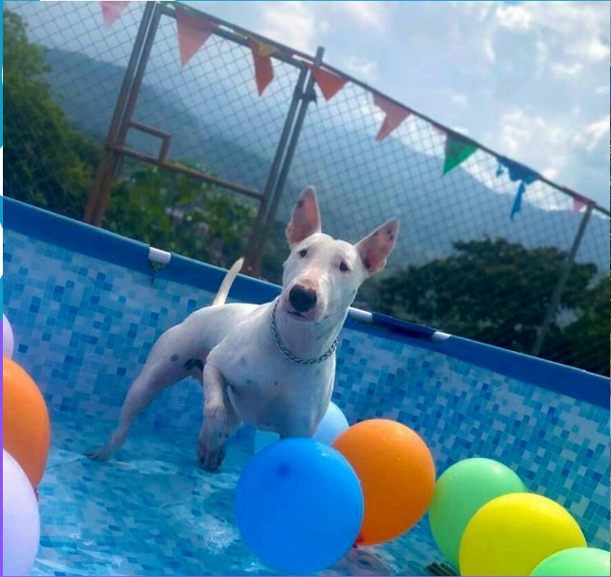 Foto real del PDF de Hotel Canino Cali 1